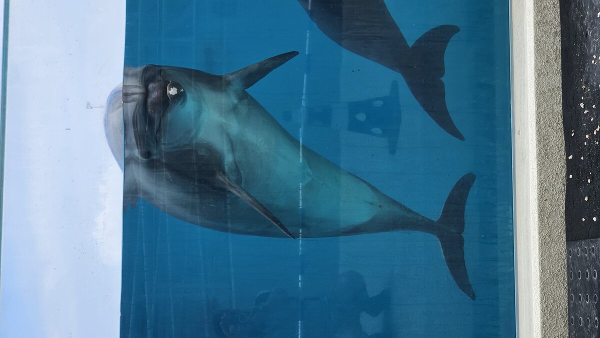 水族館海豚